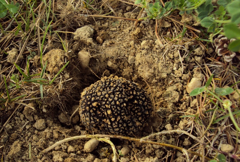 Pensavo di averle viste tutte...  tartufi in giardino!